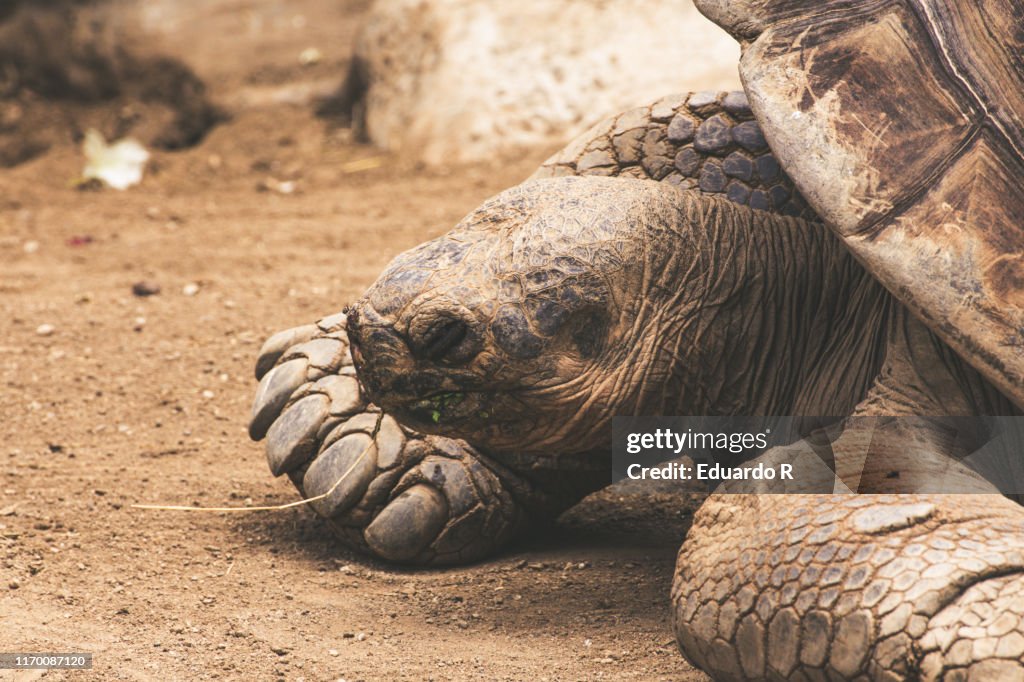 Turtle Bigg Shell Very Old Centenary Turtle With Big Shell High-Res Stock Photo - Getty ...