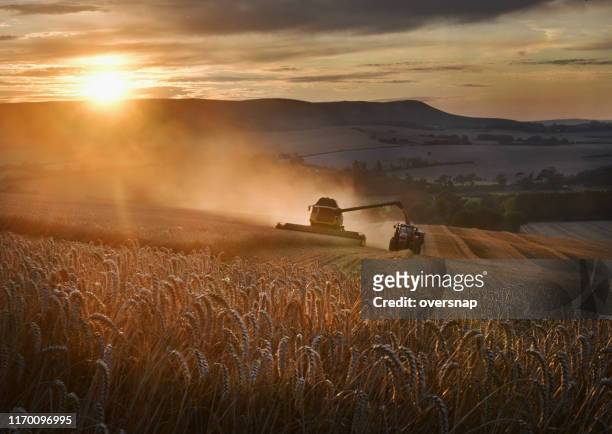golden wheat harvest - wilmington - east sussex imagens e fotografias de stock