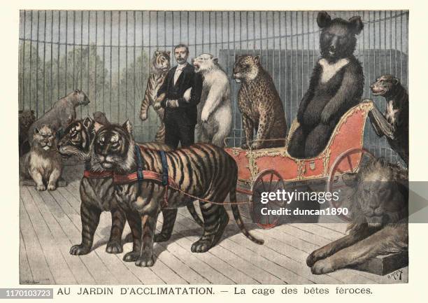 tiertrainer bei zirkus, tiger, löwen, bären, 19. jahrhundert - dompteur stock-grafiken, -clipart, -cartoons und -symbole