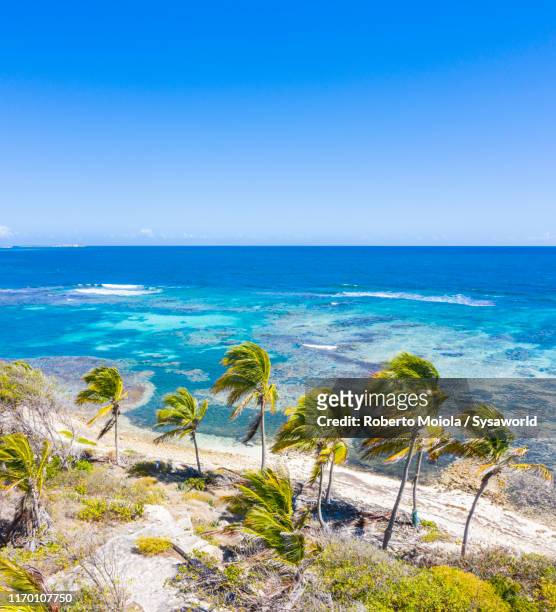 palm trees on sand beach, caribbean, antilles - antigua & barbuda 個照片及圖片檔