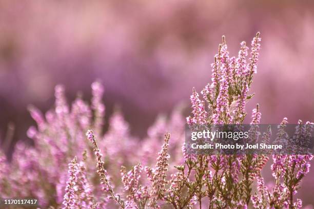 heather - heather stockfoto's en -beelden