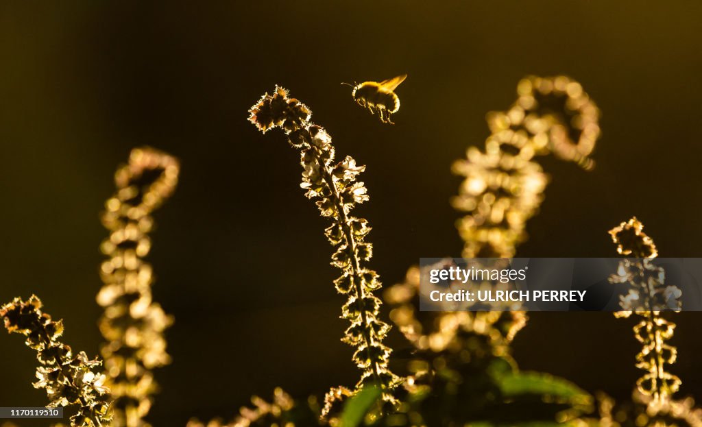 GERMANY-WEATHER-ANIMALS-BUMBLEBEE