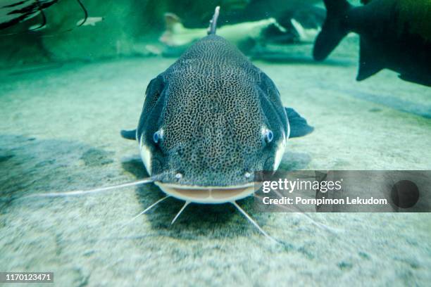 redtail catfish - catfish stock pictures, royalty-free photos & images