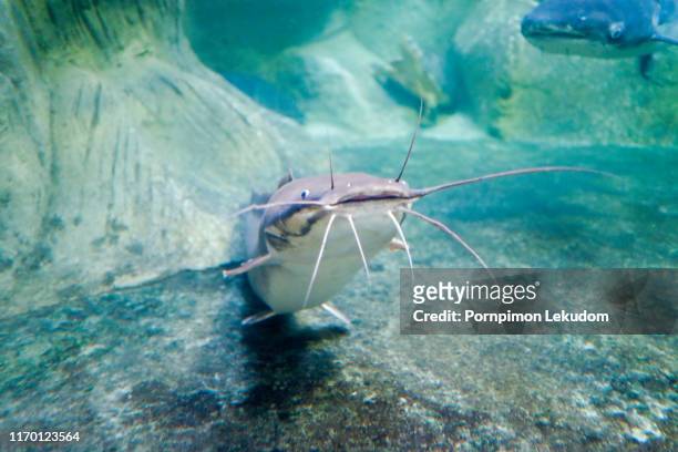 catfish under the water - catfish stock pictures, royalty-free photos & images