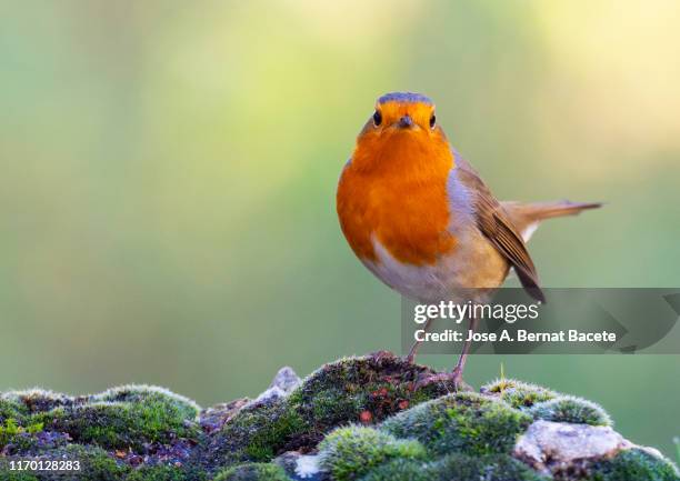 close-up of robin (erithacus rubecula), standing on a rock  with lichens in the nature. - robin 個照片及圖片檔