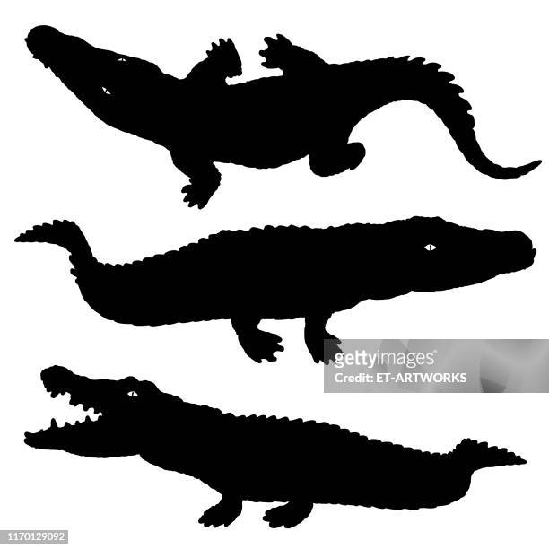 ilustrações de stock, clip art, desenhos animados e ícones de alligator silhouette set - crocodilo