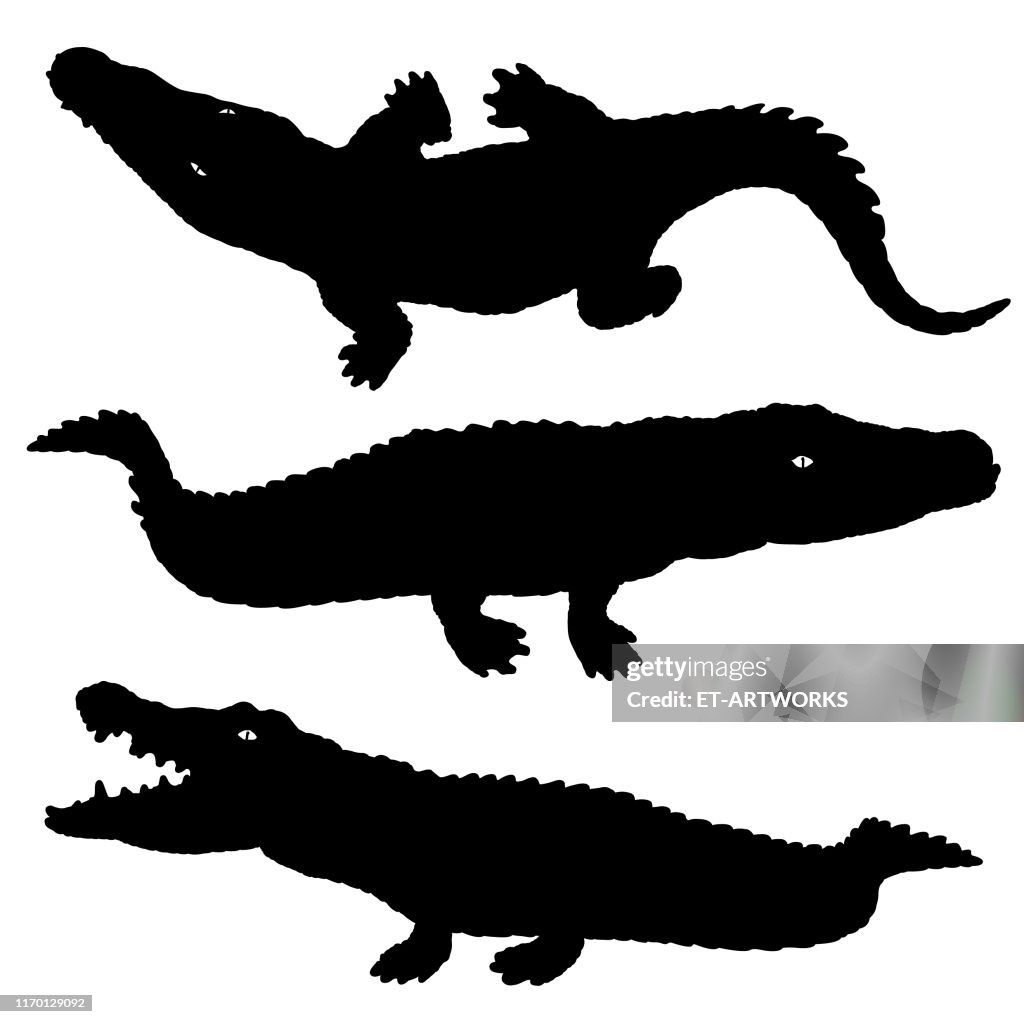 Alligator Silhouette Set