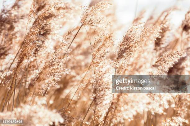 beach dry grass, reeds, stalks blowing in the wind at golden sunset light - vass gräsfamiljen bildbanksfoton och bilder