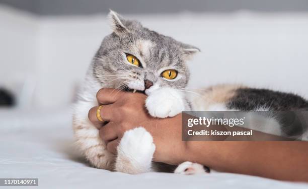 cute scottish fold cat playing with hand . - cat hand stock-fotos und bilder