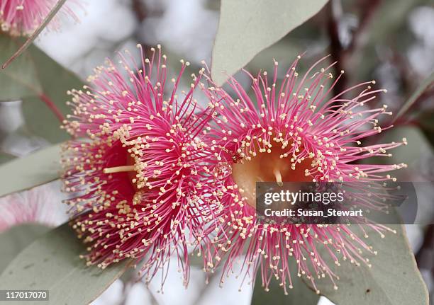 flowering gum tree blossom - flowers australian stock pictures, royalty-free photos & images