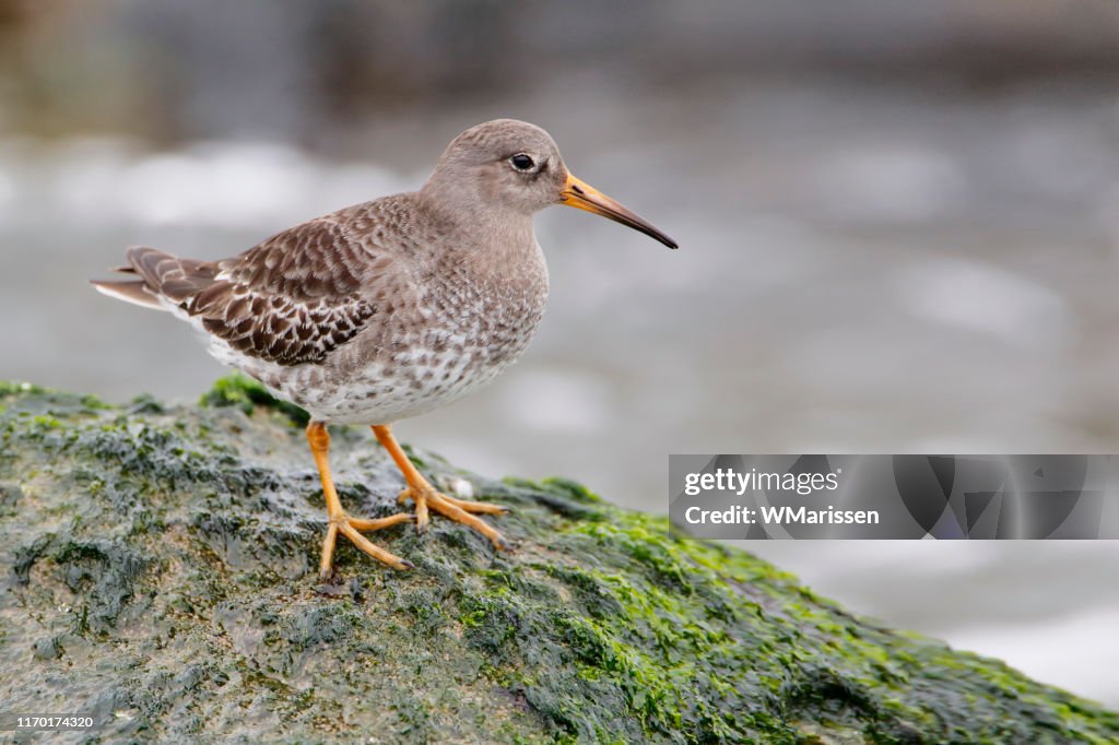 Purple Sandpiper (Calidris maritima) on rock at Barnegat Jetty, New Jersey