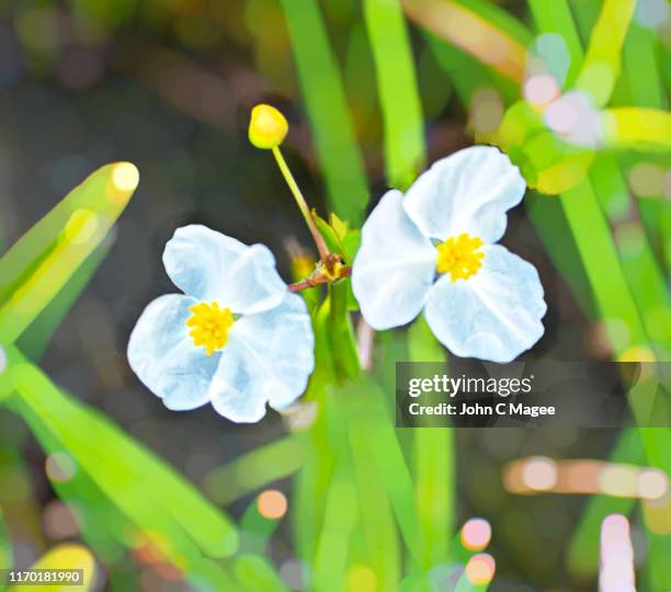 arumleaf arrowhead wildflower - sagittaria aquatic plant stock pictures, royalty-free photos & images