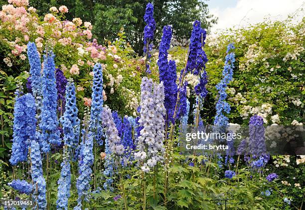 azul delfínio de flores e rosas a desabrochar no jardim de verão - delfínio imagens e fotografias de stock