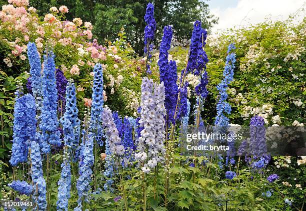 blue delphinium flowers and roses blooming in summer garden - riddarsporresläktet bildbanksfoton och bilder