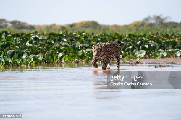 wild jaguar in water - pantanal wetlands stock-fotos und bilder