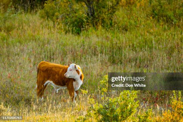 alberta kanada landschaft - alberta ranch landscape stock-fotos und bilder