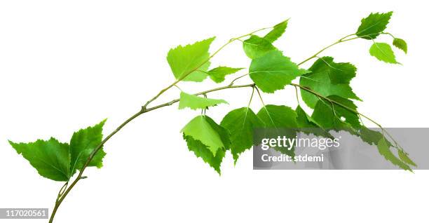 branch - birch stock pictures, royalty-free photos & images