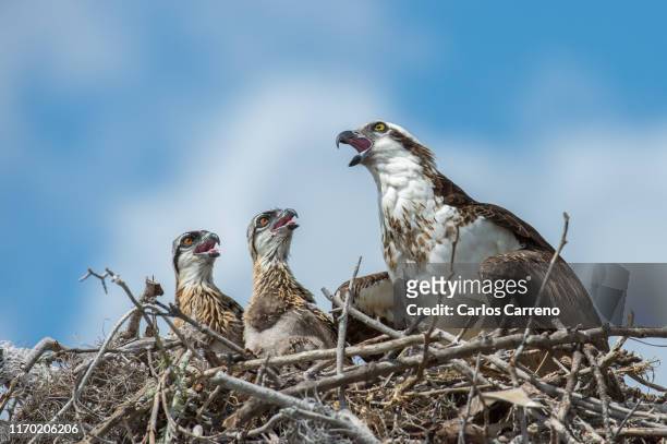 osprey at nest with chicks - hawk nest stock pictures, royalty-free photos & images