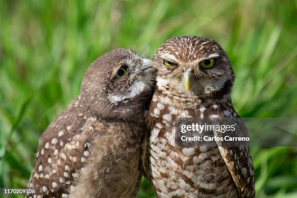 burrowing owl peck - animals kissing stockfoto's en -beelden