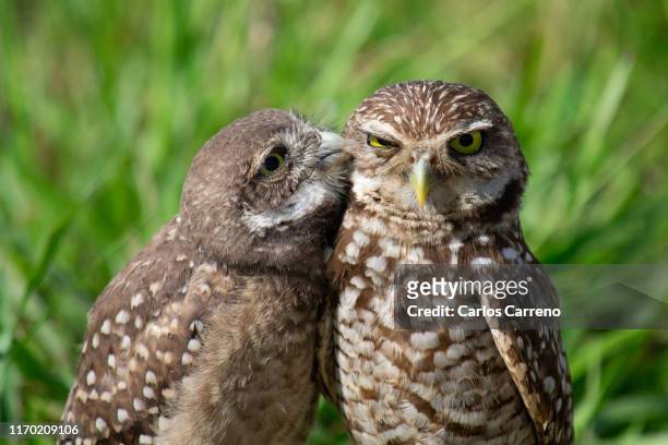 burrowing owl peck - animal family stock pictures, royalty-free photos & images