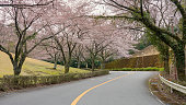 Beautiful Sakura tunnel road in Hagone, Japan