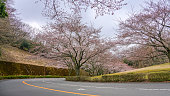 a curve road running through pink cherry blossum (Sakura) tunnel , Hagone, Japan