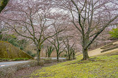 Tall pink cherry blossum (Sakura)  trees along a curve road in Hagone,