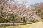 Pink blooming Sakura trees along a curve road in Hagone , Japan