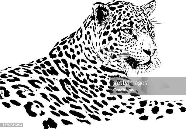 bildbanksillustrationer, clip art samt tecknat material och ikoner med jaguar porträtt i svart och vitt - jaguar