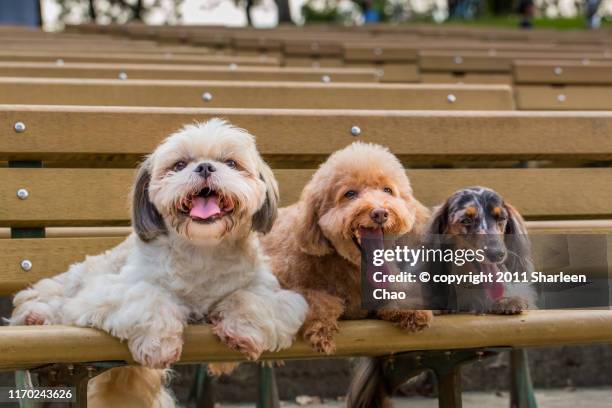3 lovely dogs - cane di razza foto e immagini stock