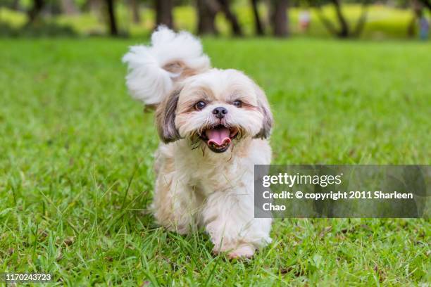 walking shih tzu - perro de pura raza fotografías e imágenes de stock