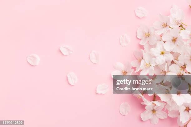 pink cherry blossoms - 桜 ストックフォトと画像