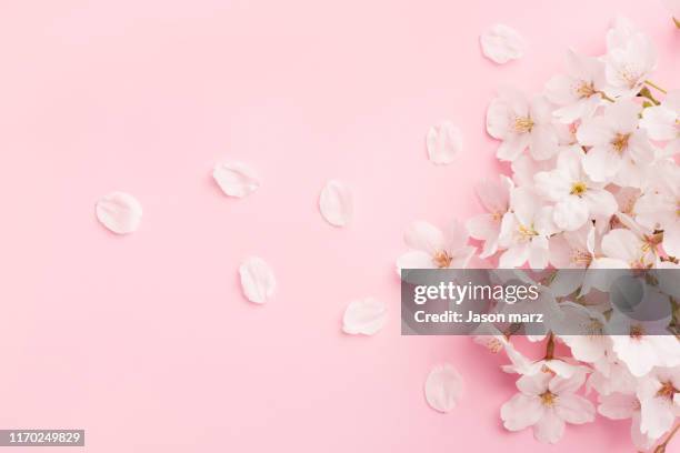 pink cherry blossoms - cherry blossoms stock pictures, royalty-free photos & images