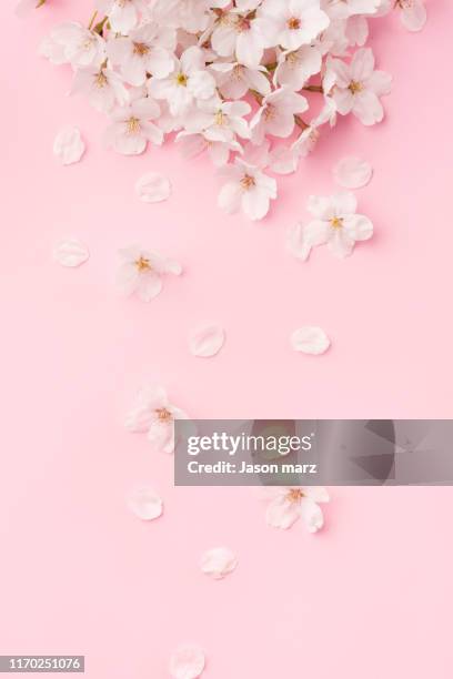 29 913点の桜 縦のストックフォト Getty Images 29 913点の桜 縦のストックフォト Getty Images