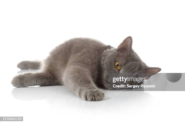 british shorthair cat - chartreux cat stockfoto's en -beelden