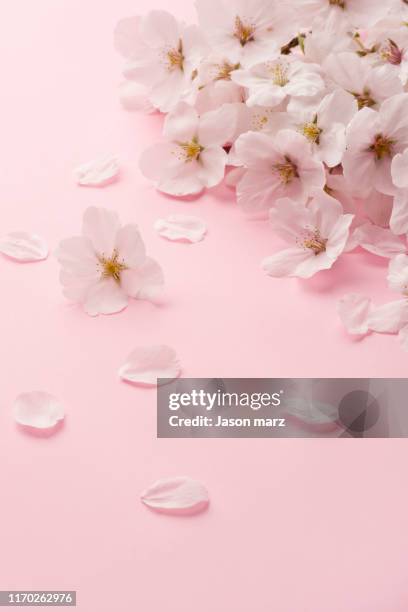 55 911点の桜 花びらのストックフォト Getty Images 55 911点の桜 花びらのストックフォト Getty Images