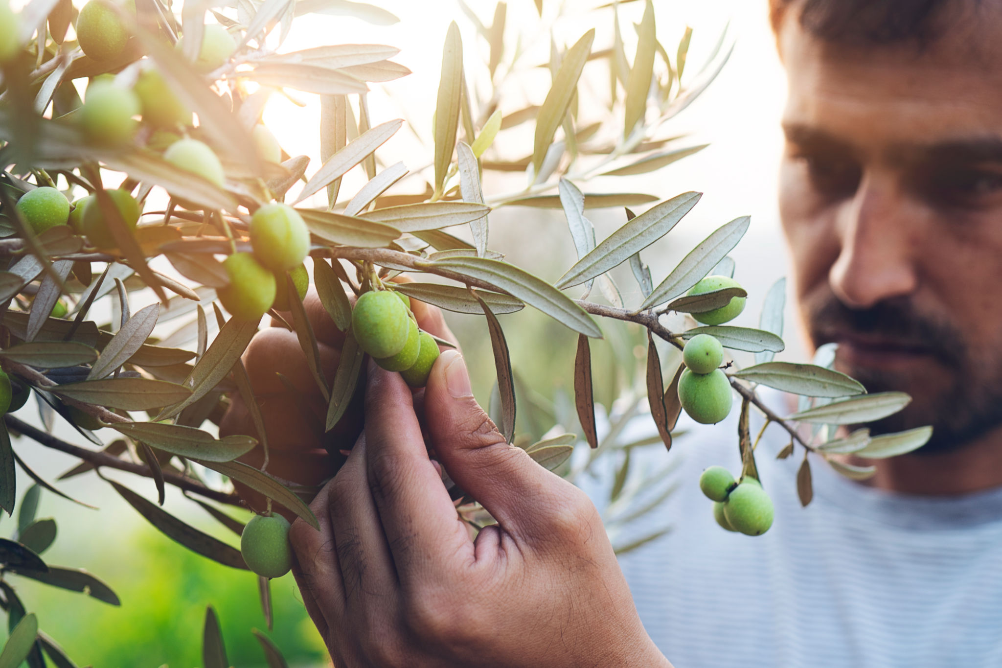 olive farmer