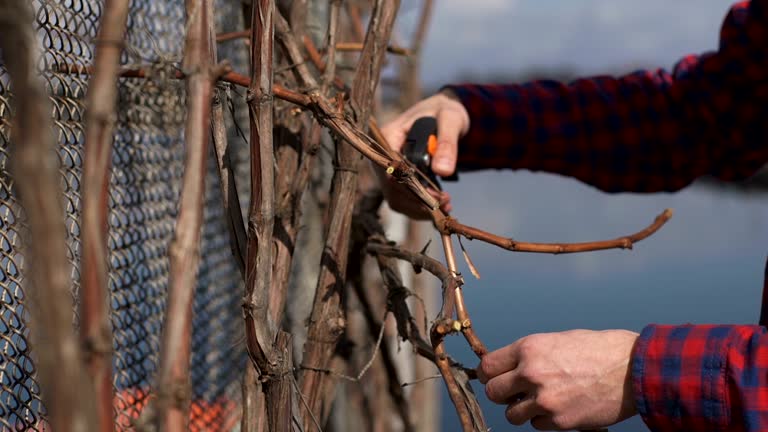 https://media.gettyimages.com/id/1170294411/video/gardener-cutting-the-vine-in-the-spring.jpg?b=1&s=640x640&k=20&c=aW_YM5umvpw6UIrOHr_wOEAT8X7Il8QZYhwfvGiNuRI=