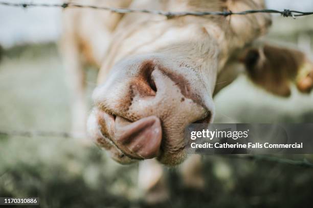 tongue - cow tongue stock pictures, royalty-free photos & images