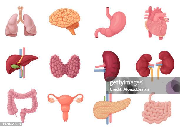 ilustrações de stock, clip art, desenhos animados e ícones de human internal organs anatomy - rim órgão interno