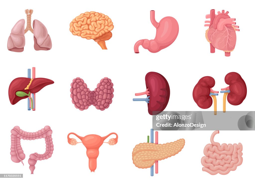 Human Internal Organs Anatomy High-Res Vector Graphic - Getty Images