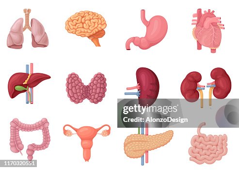 Human internal organs anatomy Human internal organs anatomy
