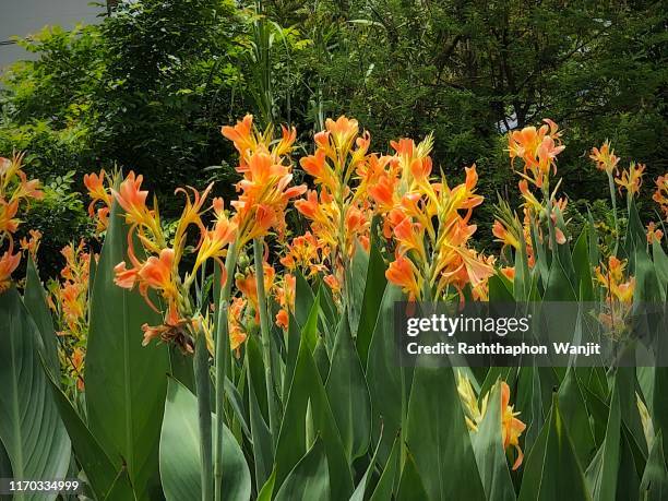 orange canna lily at raining season . - canna lily stock pictures, royalty-free photos & images