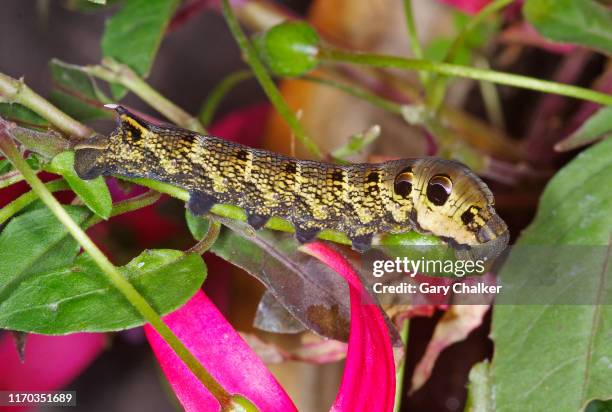 elephant hawk-moth (deilephila elpenor) caterpillar - fuchsia flower stock pictures, royalty-free photos & images