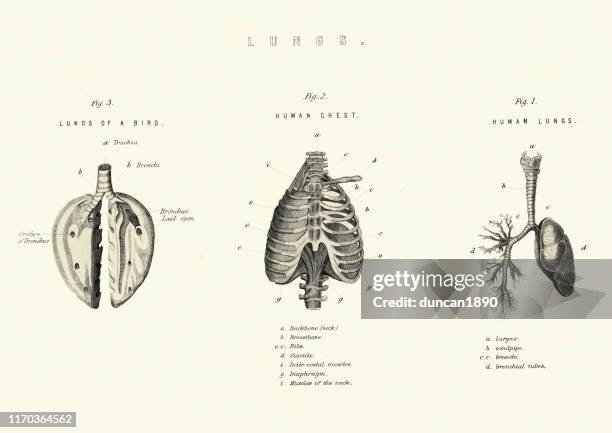 antike medizinische diagramm, lunge vergleich vögel und menschen - medical diagram stock-grafiken, -clipart, -cartoons und -symbole