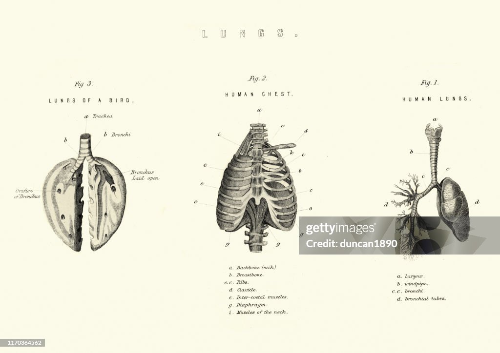 Antique medical diagram, Lungs comparison birds and human