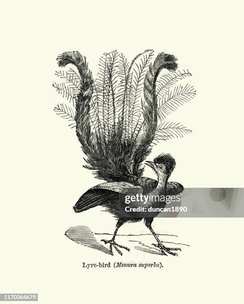 superb lyrebird (menura novaehollandiae), australian songbird, engraving 19th century - lyre bird stock illustrations
