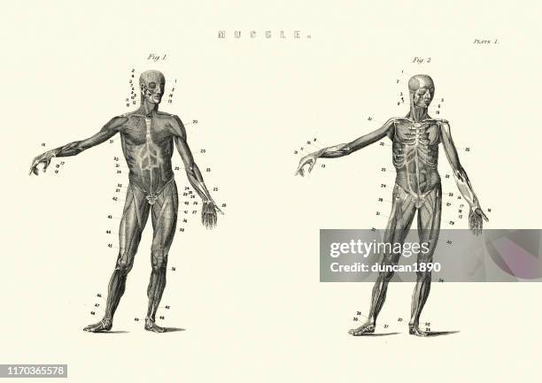 ilustrações de stock, clip art, desenhos animados e ícones de antique anatomical diagram, muscles of the human body, 19th century - músculo humano