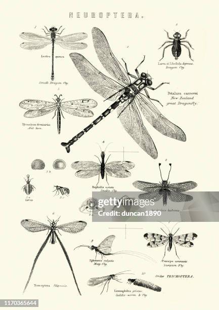 神經翼昆蟲，或網翼昆蟲，龍，蛇飛，蠍子飛 - odonata 幅插畫檔、美工圖案、卡通及圖標