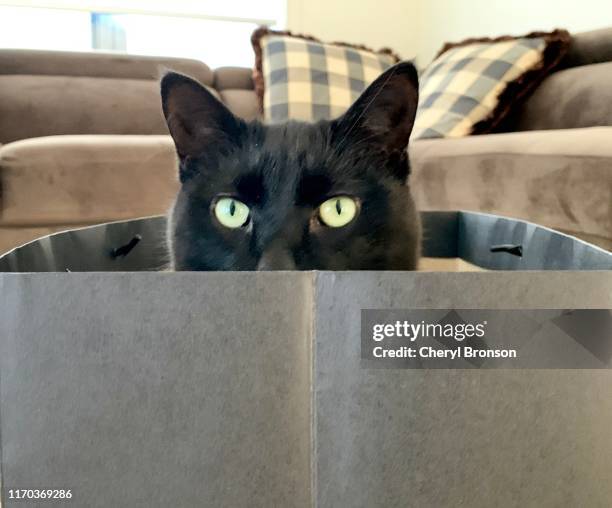 black cat sitting in paper bag - black coat stock pictures, royalty-free photos & images